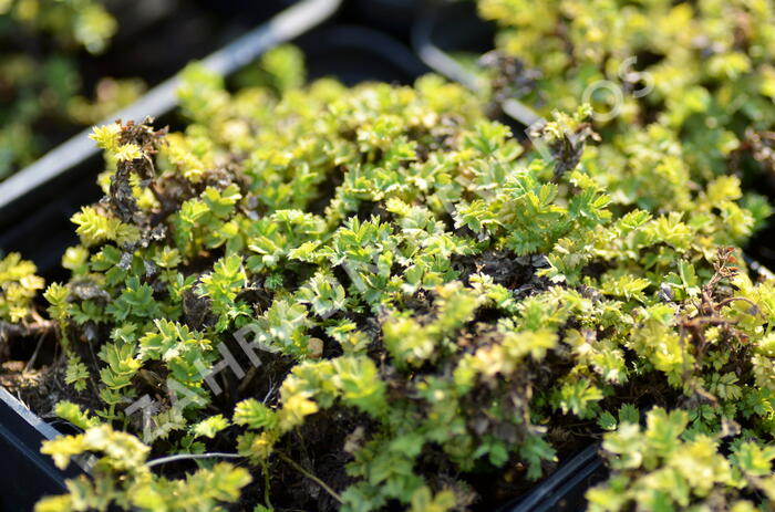 Plazilka drobnolistá 'Grauer Zwerg' - Acaena microphylla 'Grauer Zwerg'