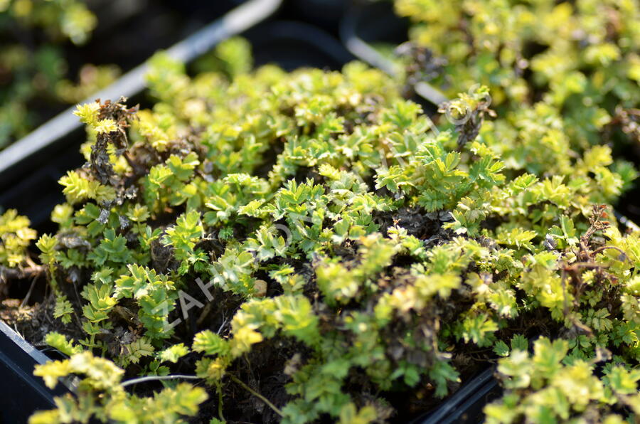 Plazilka drobnolistá 'Grauer Zwerg' - Acaena microphylla 'Grauer Zwerg'