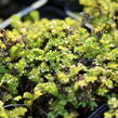 Plazilka drobnolistá 'Grauer Zwerg' - Acaena microphylla 'Grauer Zwerg'
