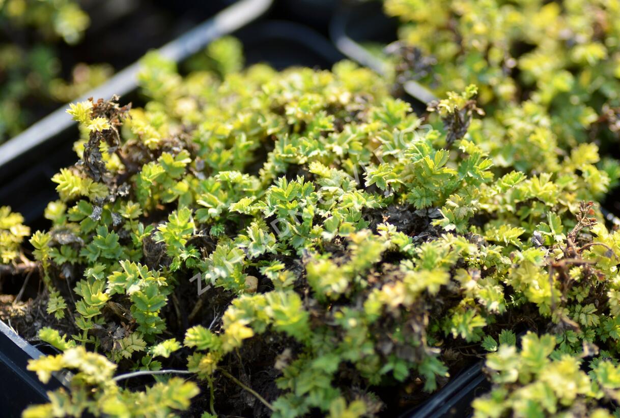 Plazilka drobnolistá 'Grauer Zwerg' - Acaena microphylla 'Grauer Zwerg'