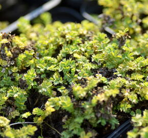 Plazilka drobnolistá 'Grauer Zwerg' - Acaena microphylla 'Grauer Zwerg'