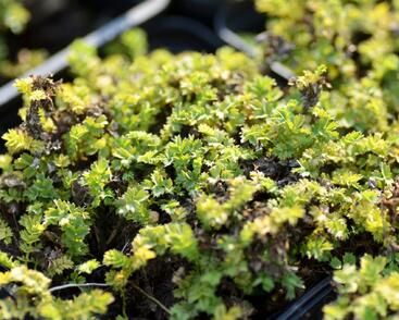 Plazilka drobnolistá 'Grauer Zwerg'