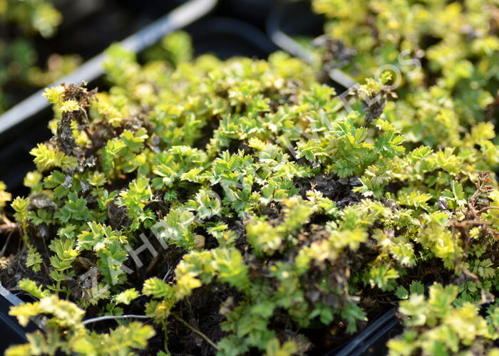 Plazilka drobnolistá 'Grauer Zwerg' - Acaena microphylla 'Grauer Zwerg'