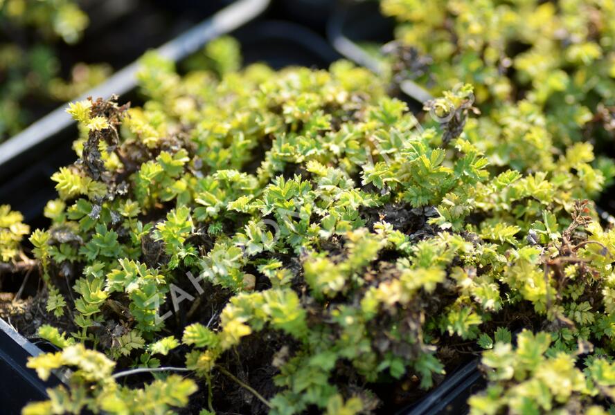 Plazilka drobnolistá 'Grauer Zwerg' - Acaena microphylla 'Grauer Zwerg'