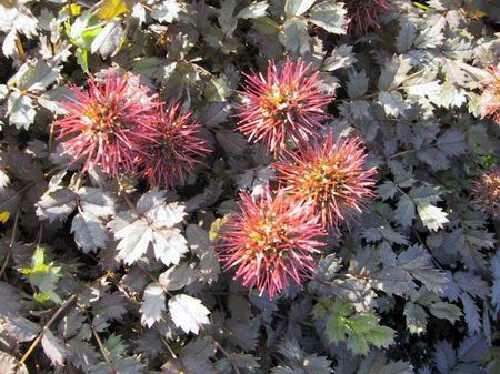 Plazilka drobnolistá 'Kupferteppich' - Acaena microphylla 'Kupferteppich'