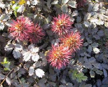 Plazilka drobnolistá 'Kupferteppich'