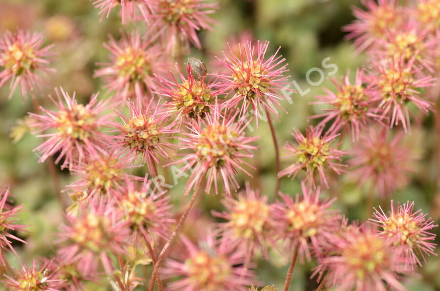 Plazilka drobnolistá - Acaena microphylla