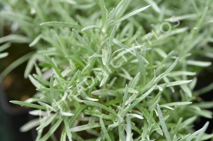 Smil italský 'Currykraut' - Helichrysum italicum 'Currykraut'