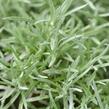 Smil italský 'Currykraut' - Helichrysum italicum 'Currykraut'