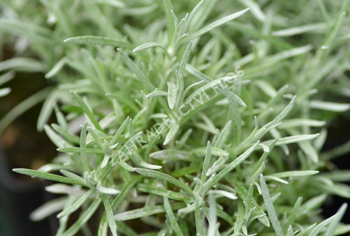 Smil italský 'Currykraut' - Helichrysum italicum 'Currykraut'