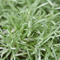 Smil italský 'Currykraut' - Helichrysum italicum 'Currykraut'