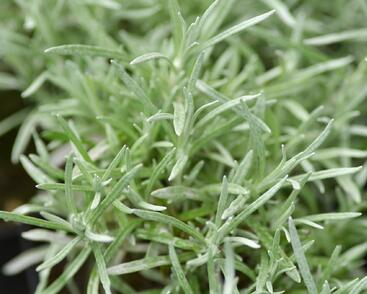 Smil italský 'Currykraut'