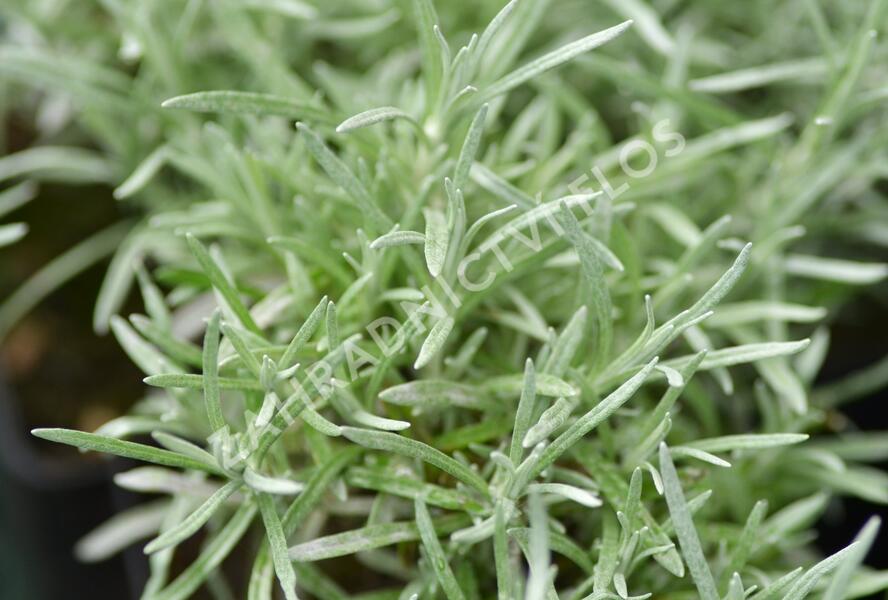 Smil italský 'Currykraut' - Helichrysum italicum 'Currykraut'