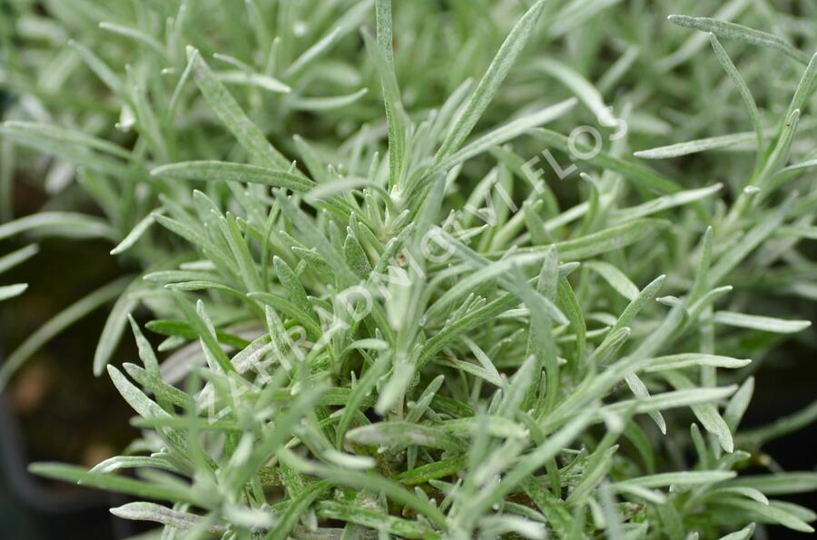 Smil italský 'Currykraut' - Helichrysum italicum 'Currykraut'