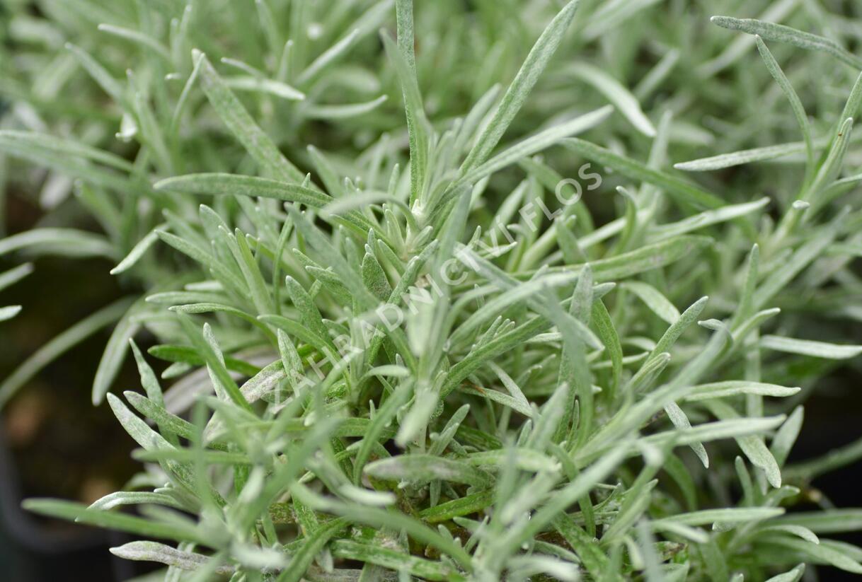 Smil italský 'Currykraut' - Helichrysum italicum 'Currykraut'