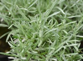 Smil italský 'Currykraut' - Helichrysum italicum 'Currykraut'