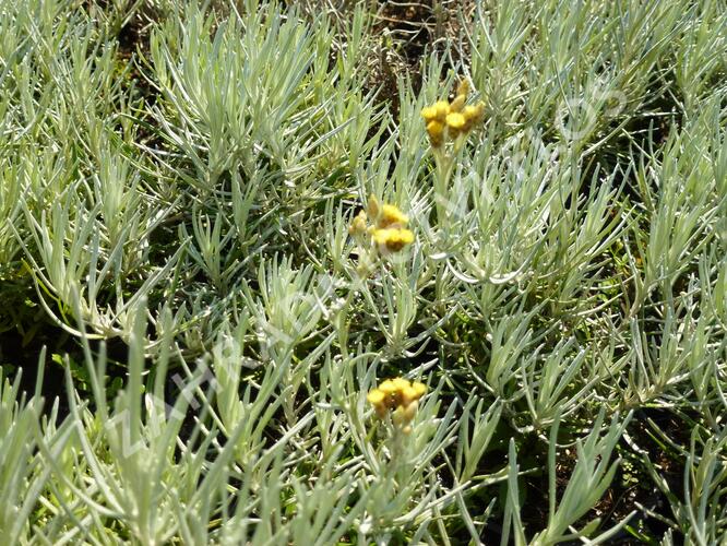 Smil italský - Helichrysum italicum