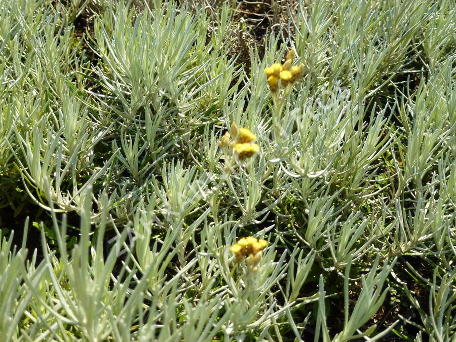 Smil italský - Helichrysum italicum