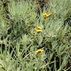 Smil italský - Helichrysum italicum