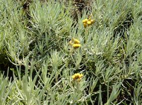 Smil italský - Helichrysum italicum