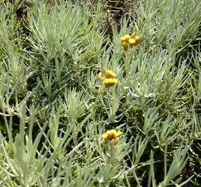 Smil italský - Helichrysum italicum