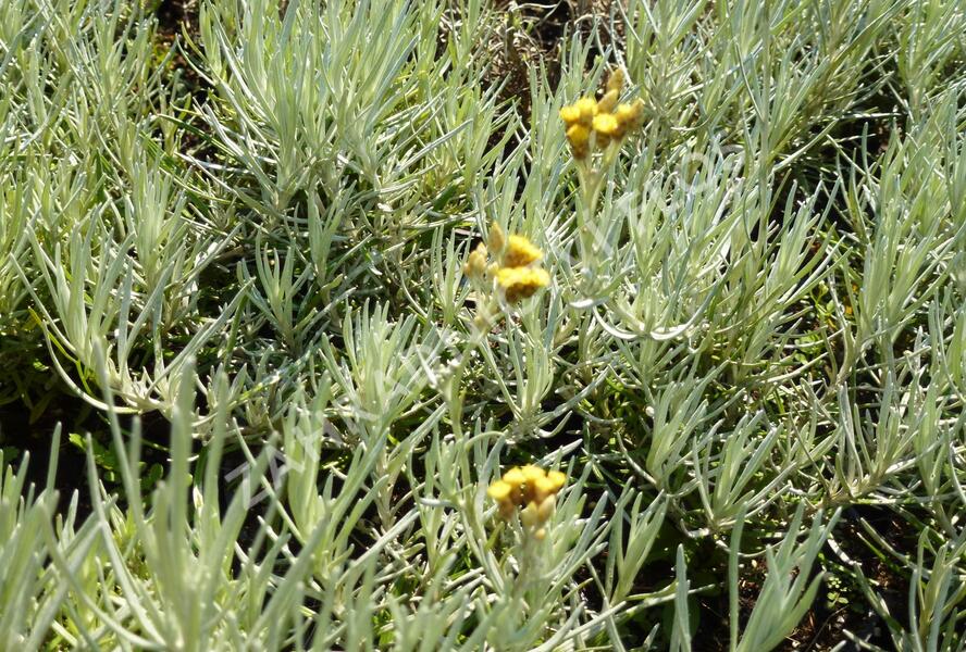 Smil italský - Helichrysum italicum