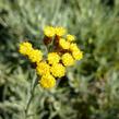 Smil italský - Helichrysum italicum