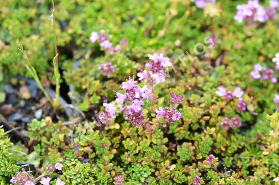 Mateřídouška úzkolistá 'Rasta' - Thymus serpyllum 'Rasta'
