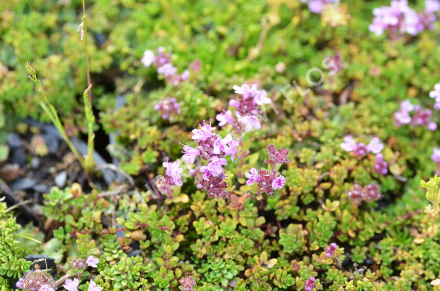 Mateřídouška úzkolistá 'Rasta' - Thymus serpyllum 'Rasta'