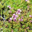 Mateřídouška úzkolistá 'Rasta' - Thymus serpyllum 'Rasta'