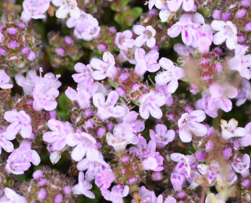 Mateřídouška úzkolistá 'Rasta' - Thymus serpyllum 'Rasta'