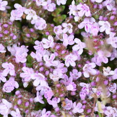 Mateřídouška úzkolistá 'Rasta' - Thymus serpyllum 'Rasta'