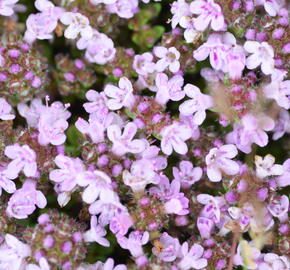 Mateřídouška úzkolistá 'Rasta' - Thymus serpyllum 'Rasta'