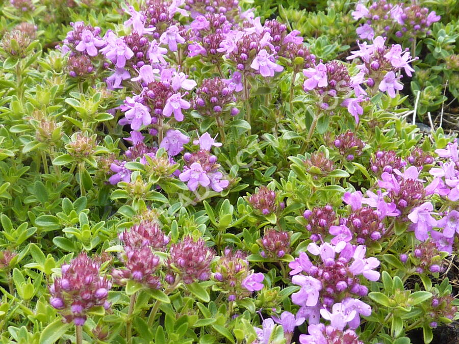 Mateřídouška úzkolistá 'Minor Roseum' - Thymus serpyllum 'Minor Roseum'