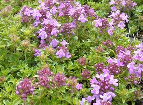 Mateřídouška úzkolistá 'Minor Roseum' - Thymus serpyllum 'Minor Roseum'