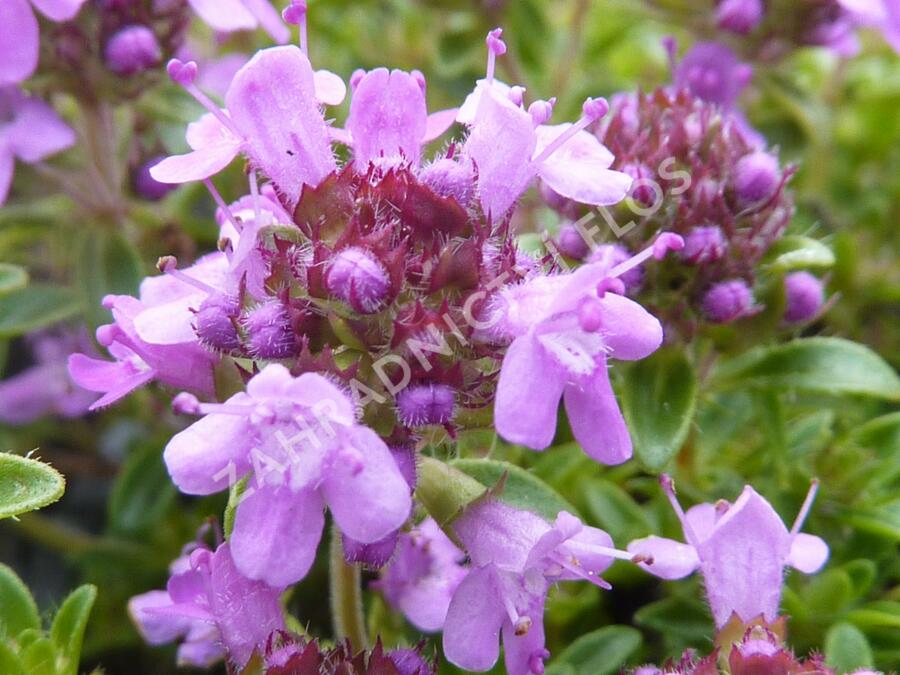 Mateřídouška úzkolistá 'Minor Roseum' - Thymus serpyllum 'Minor Roseum'
