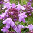 Mateřídouška úzkolistá 'Minor Roseum' - Thymus serpyllum 'Minor Roseum'