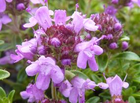 Mateřídouška úzkolistá 'Minor Roseum' - Thymus serpyllum 'Minor Roseum'