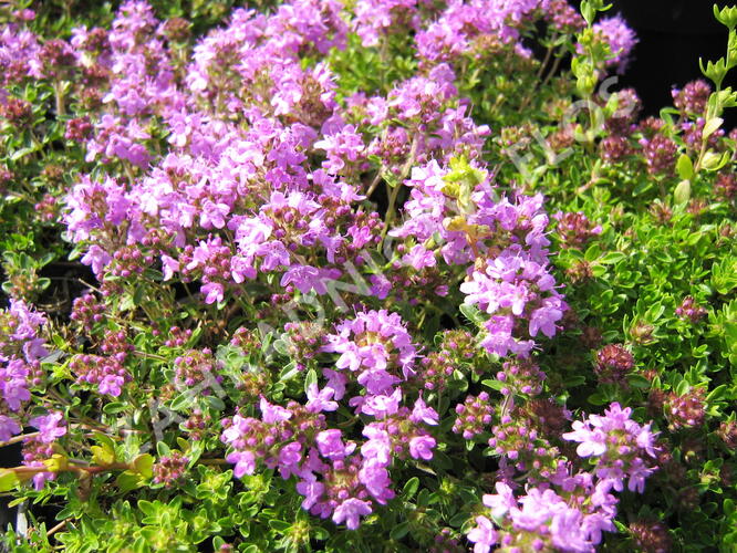 Mateřídouška úzkolistá 'Minor Roseum' - Thymus serpyllum 'Minor Roseum'