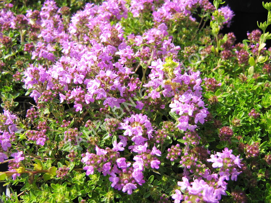 Mateřídouška úzkolistá 'Minor Roseum' - Thymus serpyllum 'Minor Roseum'