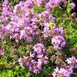 Mateřídouška 'Minor Roseum' - Thymus serpyllum 'Minor Roseum'