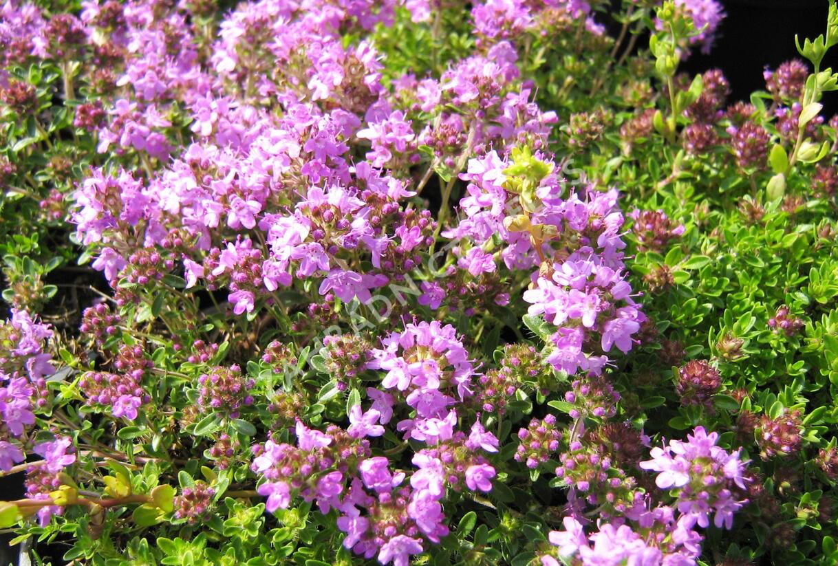 Mateřídouška úzkolistá 'Minor Roseum' - Thymus serpyllum 'Minor Roseum'