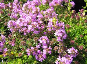 Mateřídouška úzkolistá 'Minor Roseum' - Thymus serpyllum 'Minor Roseum'