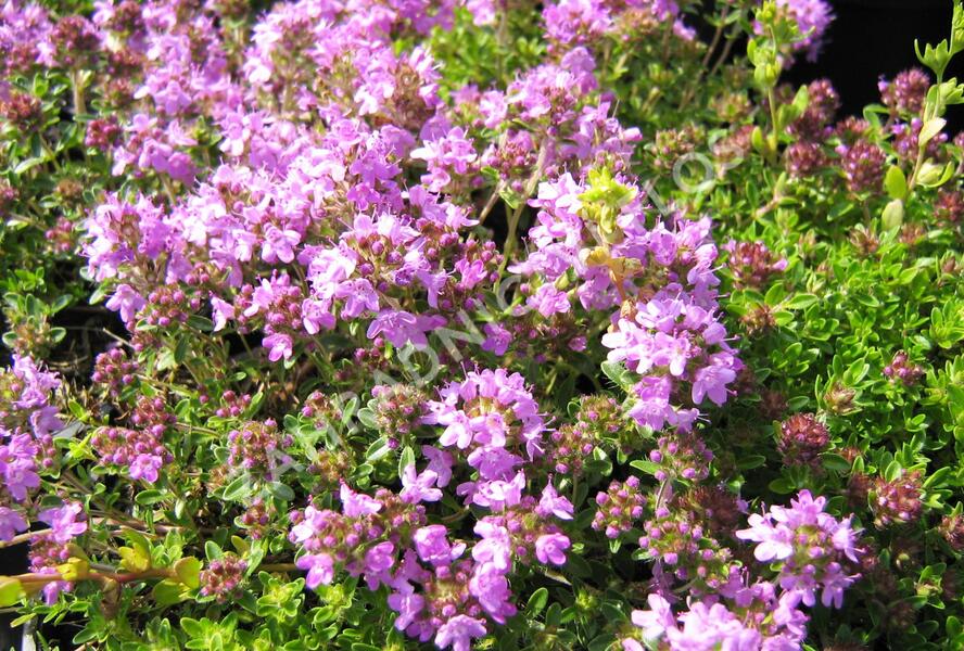 Mateřídouška úzkolistá 'Minor Roseum' - Thymus serpyllum 'Minor Roseum'