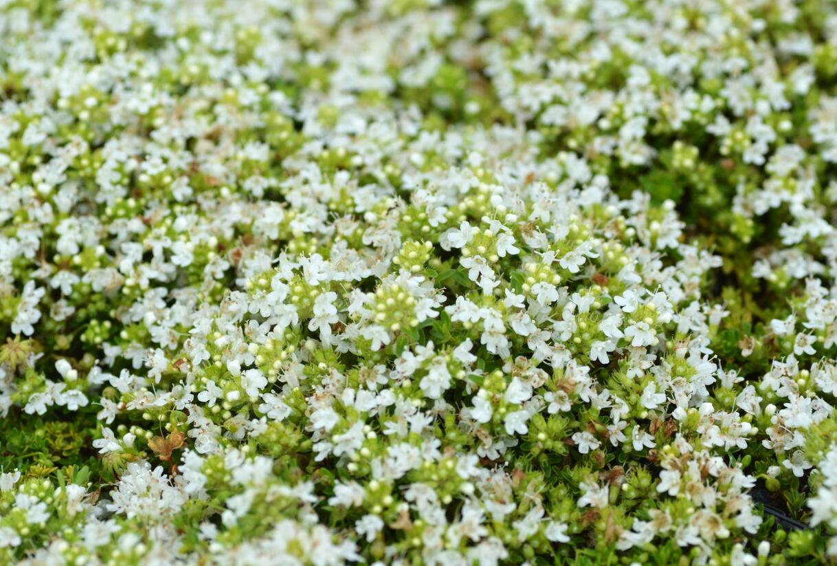 Mateřídouška úzkolistá 'Minor Album' - Thymus serpyllum 'Minor Album'