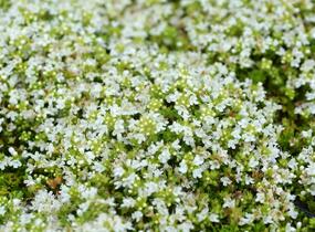 Mateřídouška úzkolistá 'Minor Album' - Thymus serpyllum 'Minor Album'