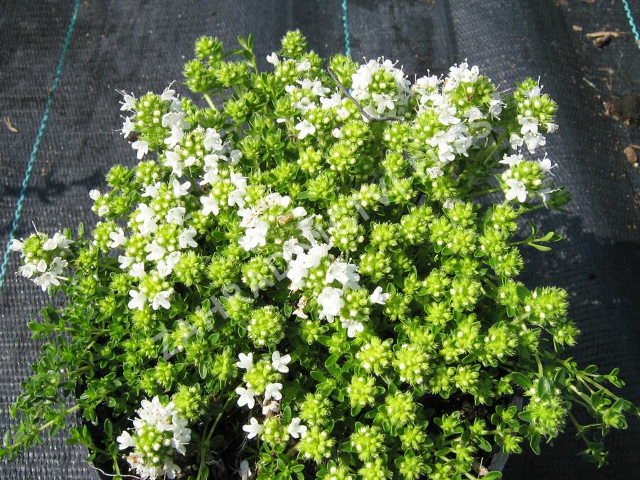 Mateřídouška úzkolistá 'Minor Album' - Thymus serpyllum 'Minor Album'