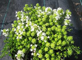 Mateřídouška úzkolistá 'Minor Album' - Thymus serpyllum 'Minor Album'