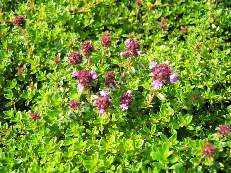 Mateřídouška úzkolistá 'Minor' ('Minus') - Thymus serpyllum 'Minor' ('Minus')