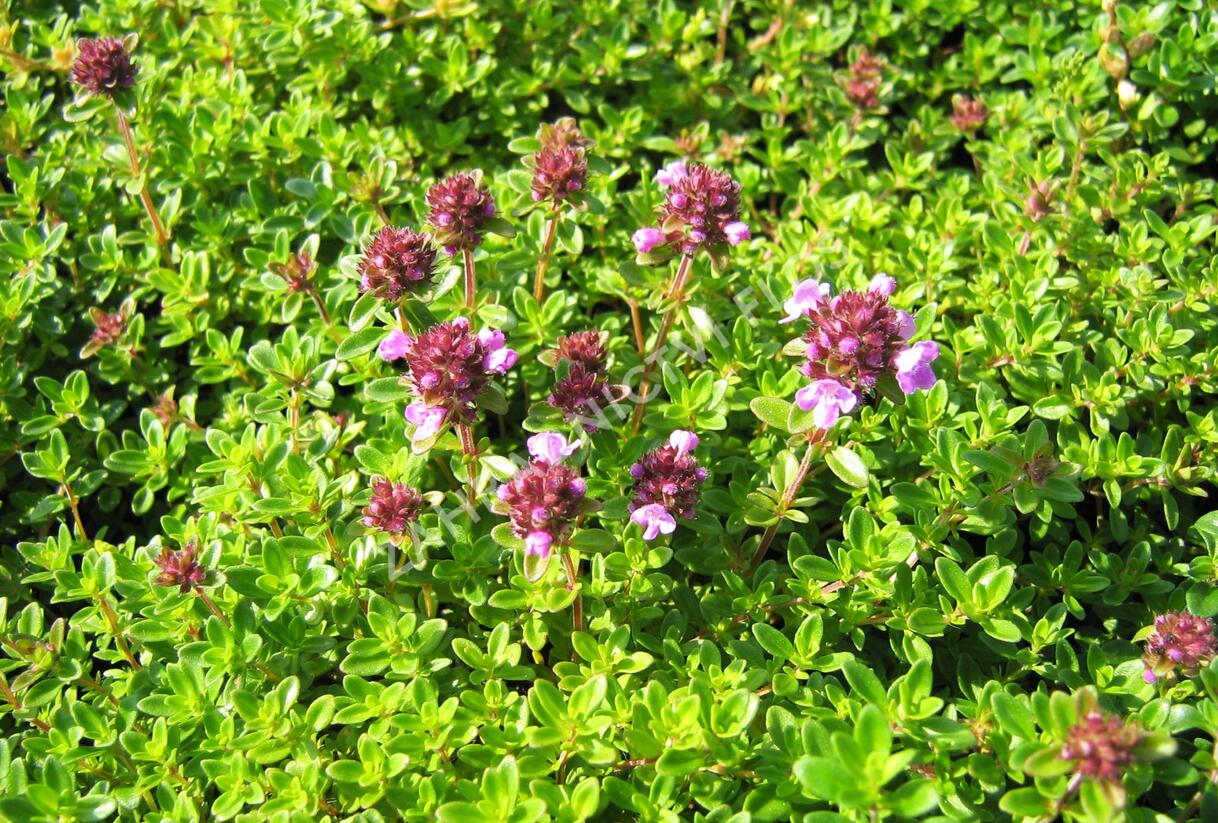 Mateřídouška úzkolistá 'Minor' ('Minus') - Thymus serpyllum 'Minor' ('Minus')